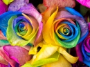 Rose arc-en-ciel