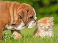 Un bouledogue anglais et un petit chaton