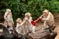 Singes en Thaïlande