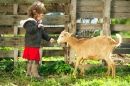 Une petite fille nourrissant une chèvre
