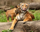 Maman et bébé tigre