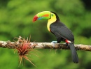 Toucan Quille