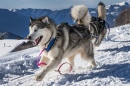 Malamute d'Alaska