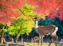 Un cerf au parc Nara, Japon