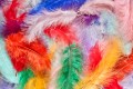 Plumes Colorées