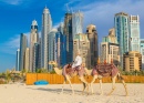 Un chameau en face de la Marina de Dubai