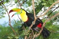 Toucan dans une forêt tropicale humide