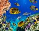 Récif de corail dans la Mer Rouge