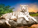 Tigre blanc du Bengale