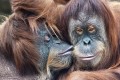 Tendresse parmi les Orangs-Outans