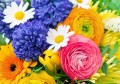 Ranunculus, Jacinthes, Marguerites et Gerber
