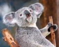 Un Koala au Zoo