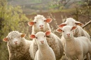 Des moutons posant pour la photo
