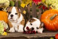 Chiots Bulldog Anglais