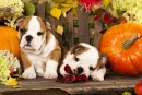 Chiots Bulldog Anglais