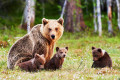 Mère Ours brune avec ses petits