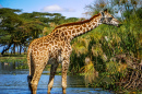 Girafe sauvage au Kenya