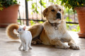 Un chien et un chat