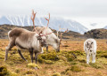 Famille de cerfs sauvages, Ile de Spitsbergen