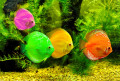 Poissons colorés