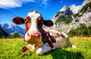 Une vache dans les montagnes Autrichiennes