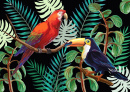 Oiseaux tropicaux