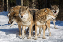 Une meute de loups