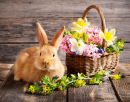Petit lapin avec des fleurs de printemps