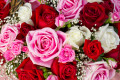 Roses rouges et roses