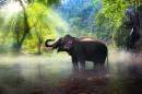 Eléphant sauvage en Thaïlande