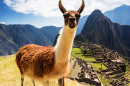 Lama au Machu Picchu, Andes Péruviennes