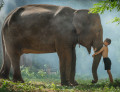 Un garçon Thaï et son éléphant