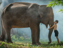 Un garçon Thaï et son éléphant