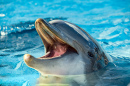 Portrait d'un dauphin