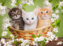Troid petits chatons