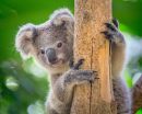 Koala au Zoo