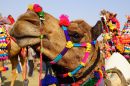 Défilé de chameaux à Bikaner, Inde