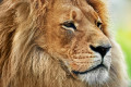Portrait d'un lion
