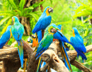 Perroquets colorés