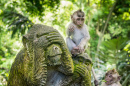 Singe sacré, forêt d'Ubud, Bali