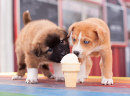 Chiots partageant une crème glacée