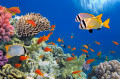 Poissons tropicaux sur un récif de corail