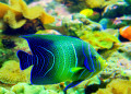 Coraux et poisson tropical