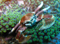 Crabe Anémone, Indonésie