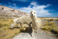 Alpacas dans les Andes, Pérou