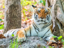 Tigre Royal du Bengal