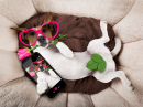Un Jack Russell Terrier prend un selfie