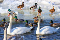 Cygnes et canards