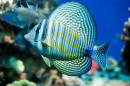 Poisson Tang Sailfin de la Mer Rouge