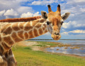 Une girafe curieuse